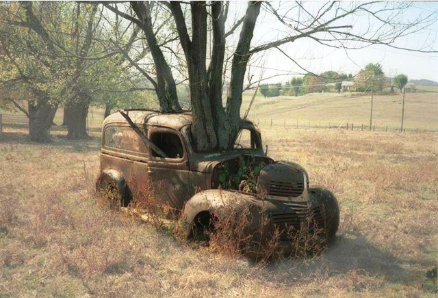 voiture arbre.jpg