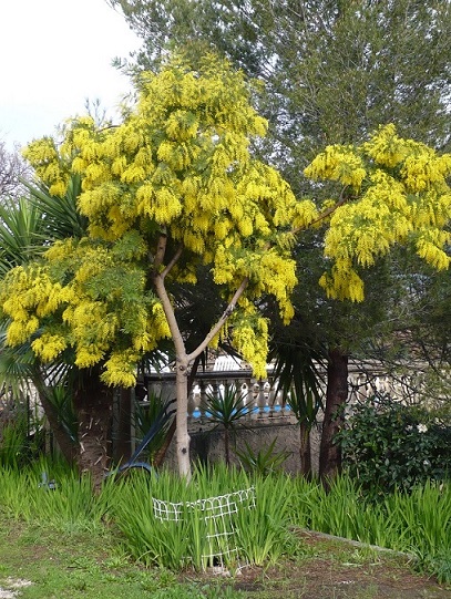 Le 20 Janvier 2014 Mimosa en fleur.JPG