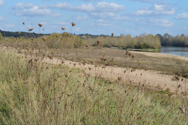 Bords de Loire à BOU.jpg