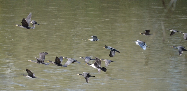 Bords de Loire à BOU 2.jpg