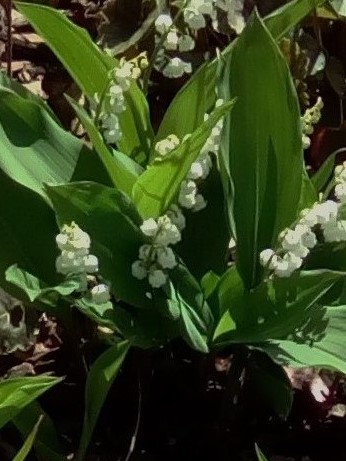 muguet 2016 le 3 mai.JPG