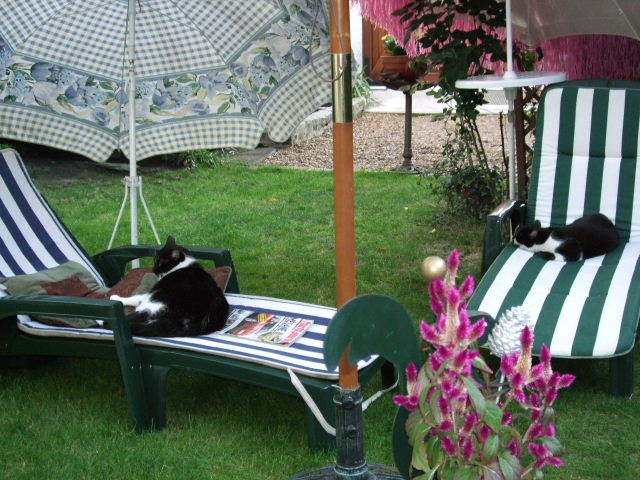 Copie de Chaises longues pour chats 2.JPG