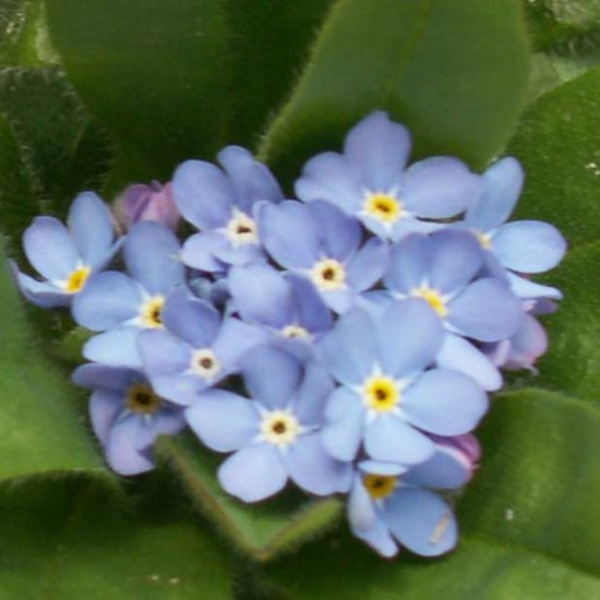 myosotis bleus Jardin marijo - PICT0677-2- 20  mars 2011.JPG