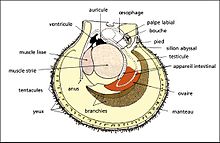 Anatomie_de_pecten.jpg