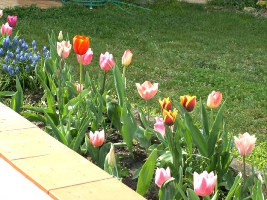 Tulipes - Bordeaux -  26 mars 2011- PICT1117.JPG