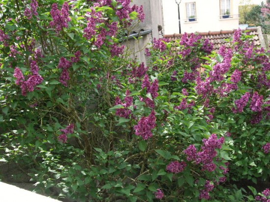 Lilas0004.JPG