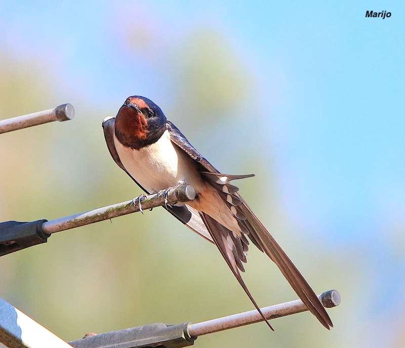 IMG_0537 Hirondelle 800 pixels .jpg