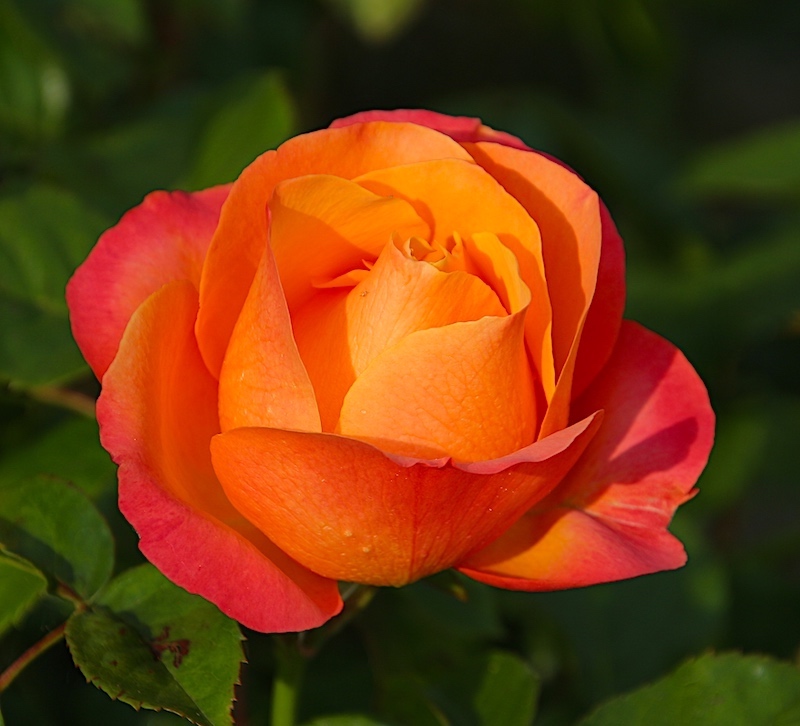 IMG_0335 rose 156 KO  .jpg