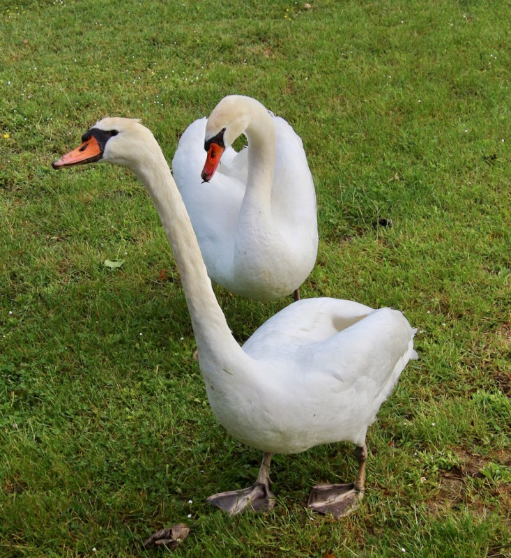 IMG_0545.jpg cygnes à SIRMIONE .jpg