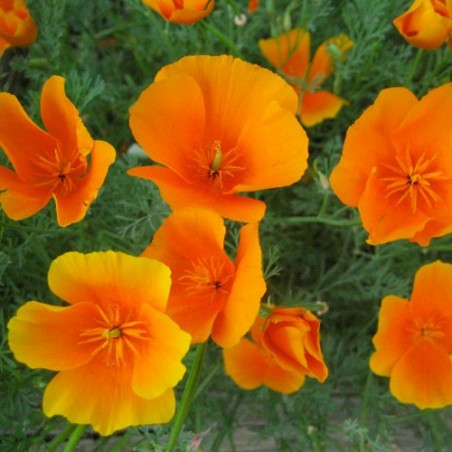 pavot-de-californie-escholzia-californica.jpg