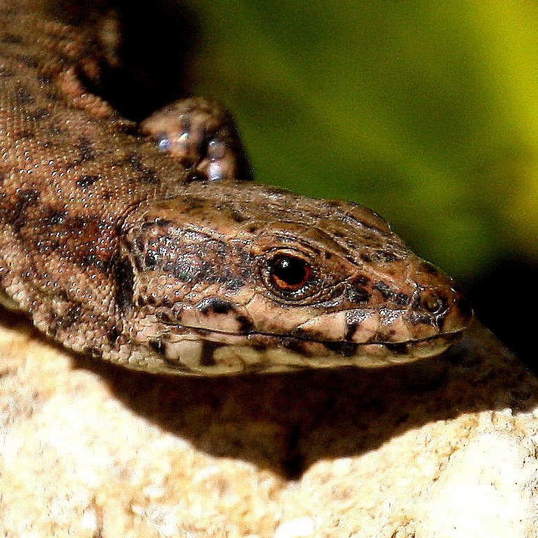 Lézard 1-IMG_9329-004.JPG