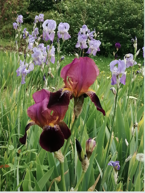 iris mauve.png