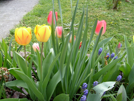 les tulipes.jpg