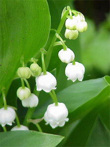 muguet.jpg